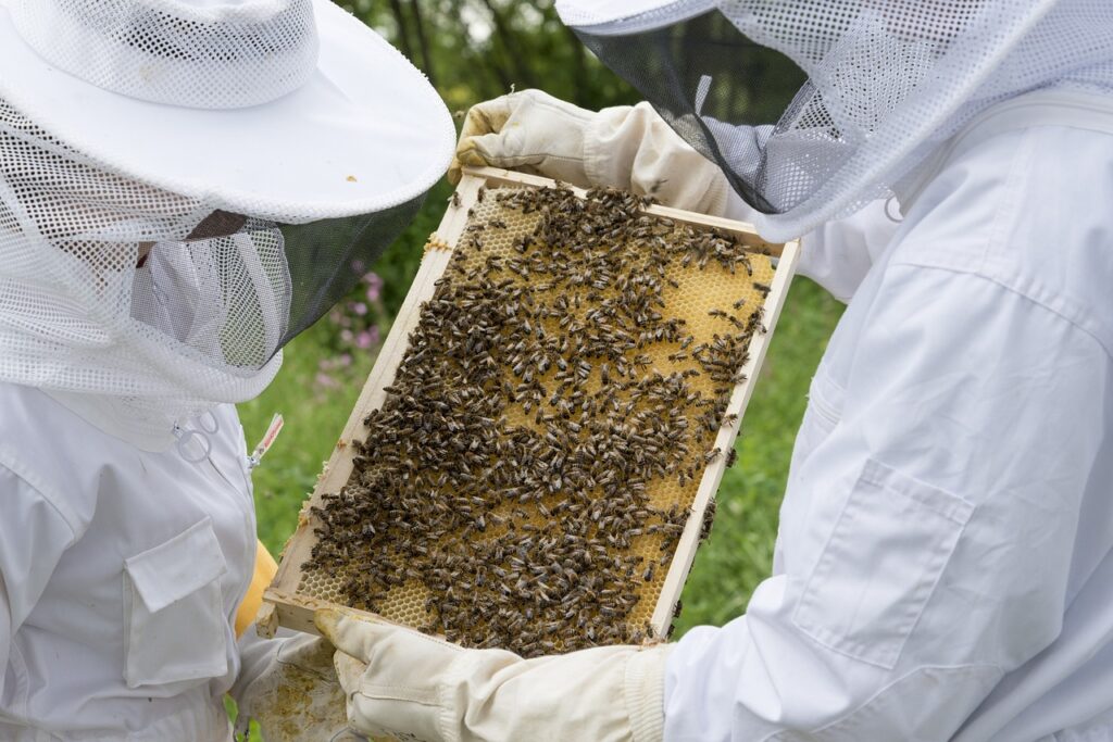 beekeeper, bees, beehive-2650664.jpg