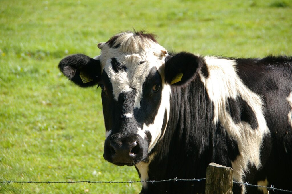 cow, animal, livestock-234835.jpg