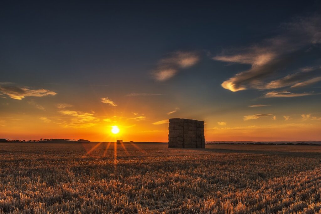 field, farming, harvest-1448539.jpg