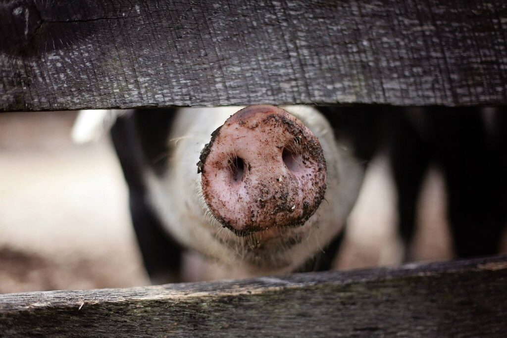 pig, snout, nose-1867180.jpg